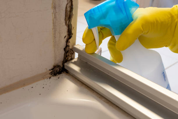 Best Attic Mold Removal  in Goddard, KS